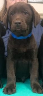Chocolate Male Available