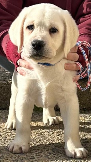 Yellow Male Puppy Available