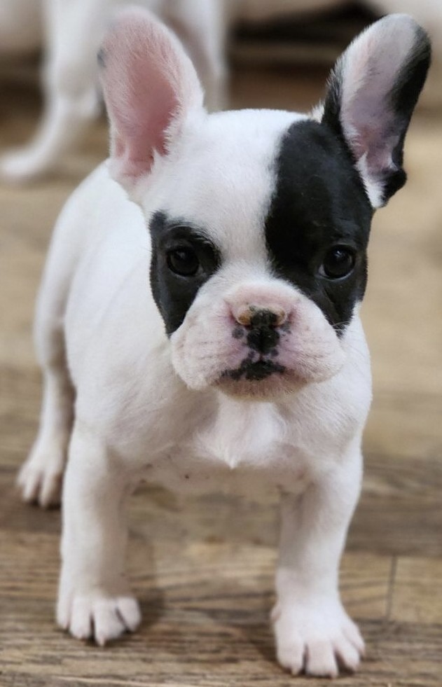 Frenchie Male Puppy Available Jordan & Roadie