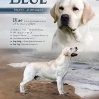 Blue